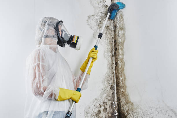 Best Black Mold Removal  in Cutten, CA